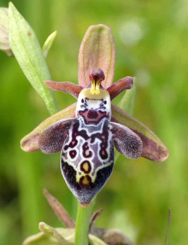 Orchidee di Creta: tra mitologia, montagne e natura, marzo 2015